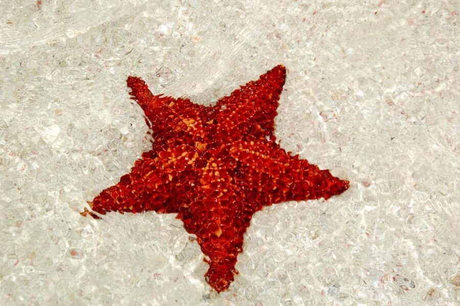 Saona Special Tour: Four Beaches & Canto Experience - Key moments worth centering