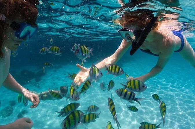 Scape Park Sunshine Cruise at Cap Cana - Snorkeling near coral reefs: what fish-feeding actually feels like