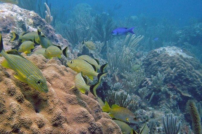 Scuba Doo Diving Experience in Punta Cana - Punta Cana in one ticket: ScubaDoo, snorkel time, and a glass-bottom ride