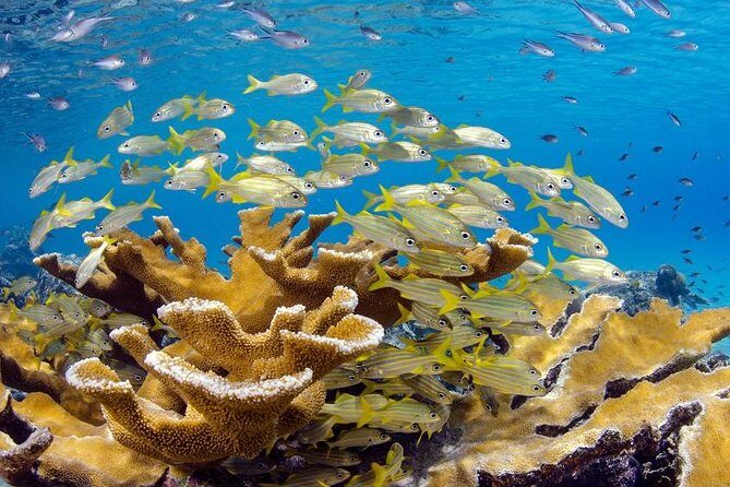 Scuba Doo Diving Experience in Punta Cana - From boat to platform: what the transfer feels like in real life