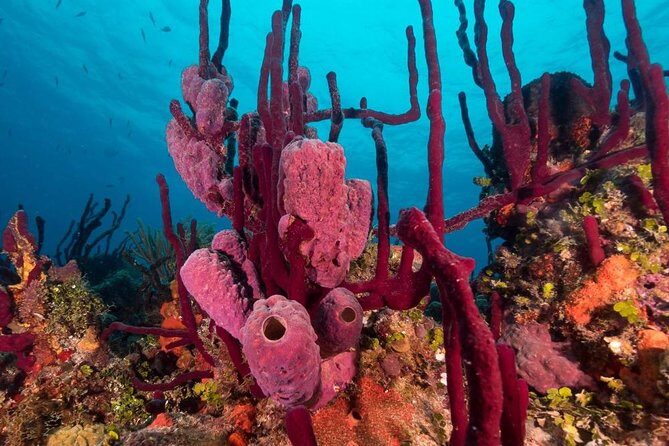 Scuba Doo Diving Experience in Punta Cana - Safety and comfort: what the better days get right