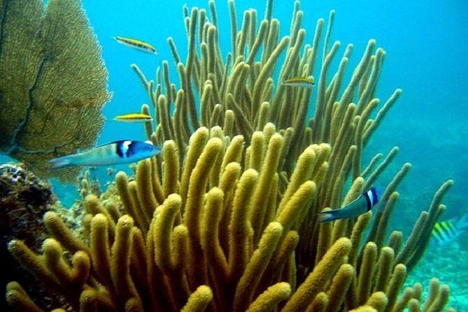Scuba Doo Underwater Scooter in Punta Cana (Half Day) - Who should book this Scuba Doo underwater scooter tour (and who should skip it)