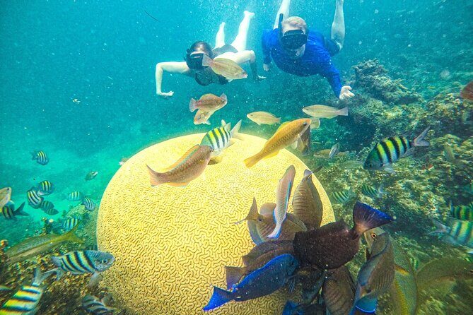 Snorkel Lovers for All Ages & Premium Seafood Lunch in Punta Cana - Key things to know before you go