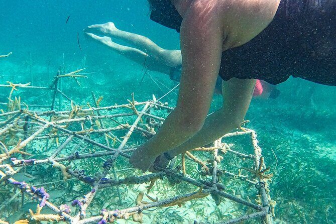 Snorkel Lovers for All Ages & Premium Seafood Lunch in Punta Cana - Stop 2: the Coral Nursery with an hour of guided reef time