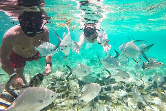 Snorkel Lovers for All Ages & Premium Seafood Lunch in Punta Cana - What you’ll likely see underwater (and what to aim for)