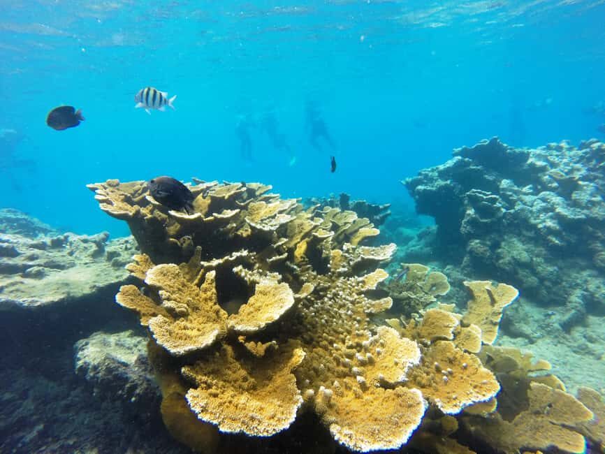 Snorkeling Tour & Sosua Beach Day - Price and value: $81 for two reefs plus gear and pickup