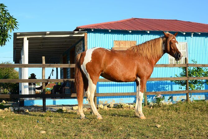 Sunset Horseback Riding Tour in Punta Cana (Private Option) - Private Option Reality: Better Attention, Less Waiting, More Personality
