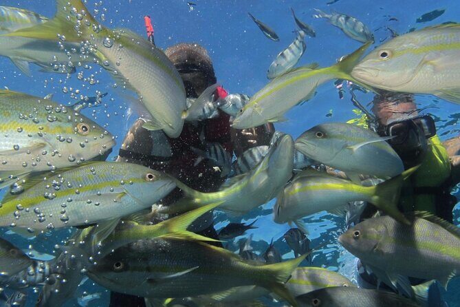 VIP Fascinating Boat Ride & Snorkeling at Sosua Bay - Crew energy and named guides: Edwardo, Chico, and Omar
