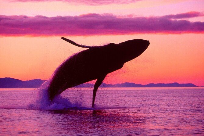 Whale Watching & Limón Waterfall Day Trip - Key Points Before You Go