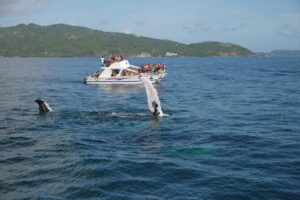 Whale Watching & Limón Waterfall Day Trip - Samana Bay Whale Watching By Catamaran