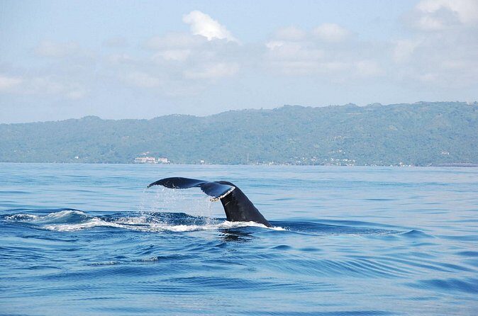 Whale Watching & Limón Waterfall Day Trip - Comfort, Fitness, and What to Pack for a Wet Rainforest Day