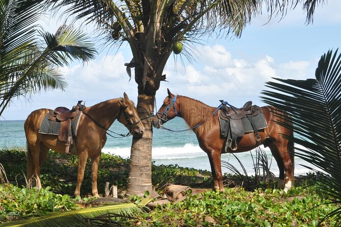 Horseback Riding Tour on the Beaches of Punta Cana - Key things to know before you go