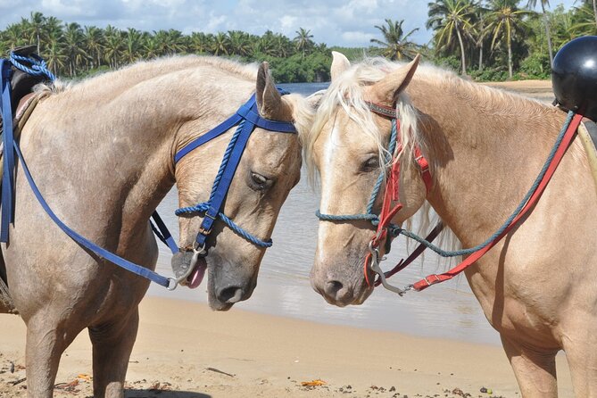 Horseback Riding Tour on the Beaches of Punta Cana - Beach Time on Uvero Alto: Walk, Canter, and Take It Slow